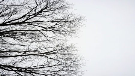 Dead tree branches on a cloudy sky background. The concept of death.の素材