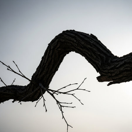 A tightly framed, square composition centered directly on a section of deeply fissured and gnarled dの素材