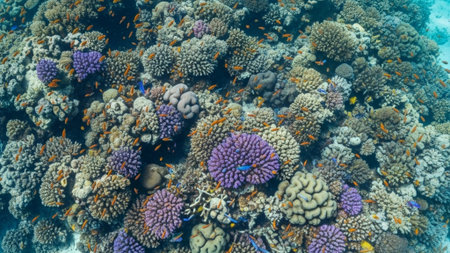A panoramic, ultrawide (16:9) cinematic flatlay photograph of a vibrant coral reef. The camera is poの素材