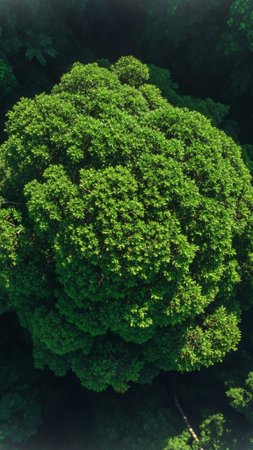An extreme high-angle vertical 9:16 drone shot capturing the dense, multilayered texture of a tropicの素材