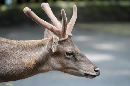The deer close upの写真素材