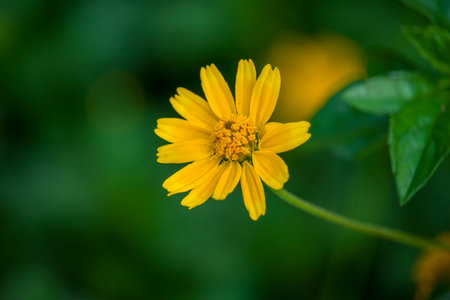 Singapore Daisy Flower With green background