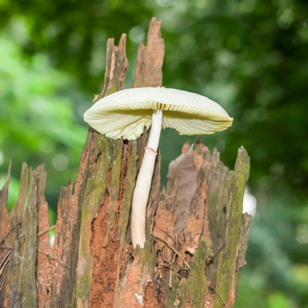 Magic mushroom