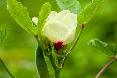 Okra Seeds or Okra Flower