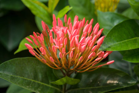 Photo of Red Ixora Flower Meadow blooming in the Garden
