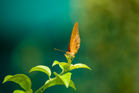 Butterfly on the leaf.の写真素材