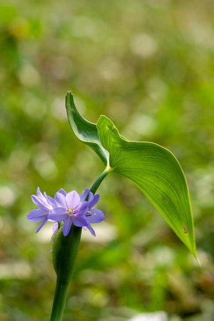 Grass Flower - lily family.の写真素材