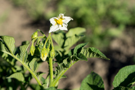 Potato flower blooming in summer, two flowers are still to be seen bloomingの写真素材