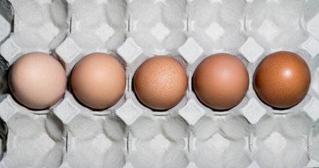 Five eggs of different shades of color representing racial diversity metaphorically.の写真素材