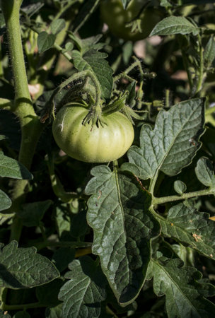 Green tomatoes on the plant growing in the vegetable garden on a summer day.の写真素材