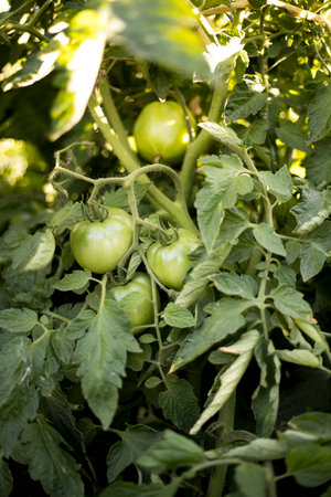 A green tomato on a tomato plant growing in an orchard on a summer day.の写真素材