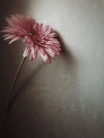 Romantic pink gerbera on gray background, grunge filter to Seem to pastel painting. Suitable for greeting cardsの写真素材