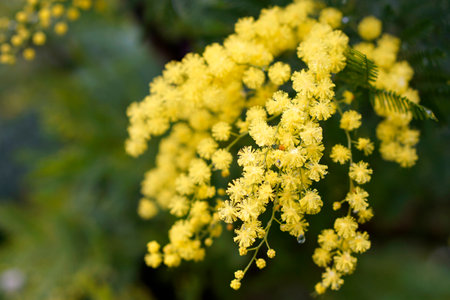 Twig of mimosa flowers with raindrops, detailの写真素材