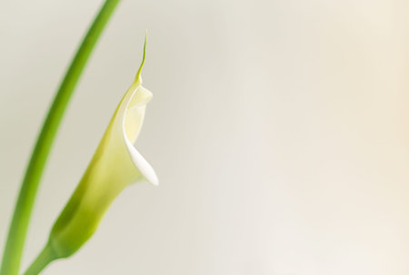 Single flower of white calla (Zantedeschia) on a light background, soft focusの写真素材