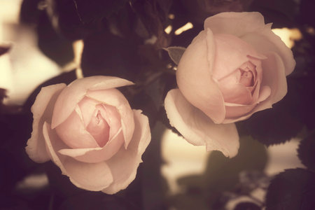 Dusty pink roses with leaves, soft and romantic vintage filterの写真素材