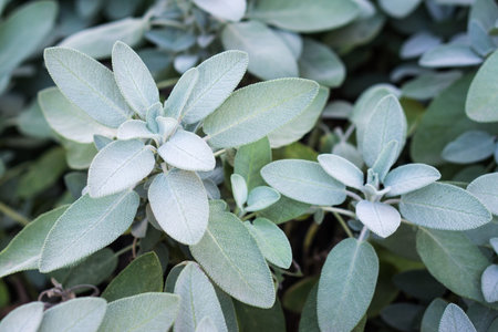 Plant of sage, aromatic herbの写真素材