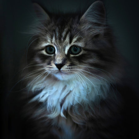 Siberian cat, lovely puppy portraitの写真素材
