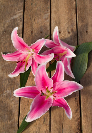 Lily on a wooden background の写真素材
