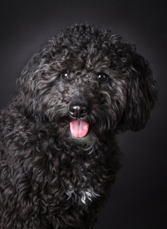 Labradoodle photographed in the studioの写真素材