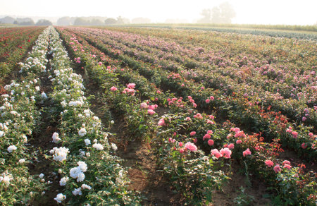 field of pink rosesの写真素材
