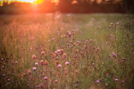 wild flowers in the setting sun   horizontal の写真素材