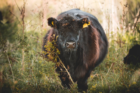 Galloway cattleの写真素材