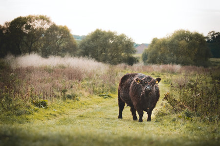 Galloway cattleの写真素材