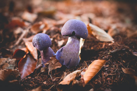 Mushrooms Cortinarius violaceus Selective Focusの写真素材
