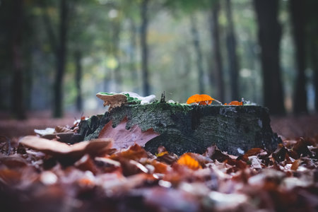 Fall in a park Selective Focusの写真素材