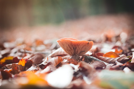 Mushroom in forrest Selective Focusの写真素材