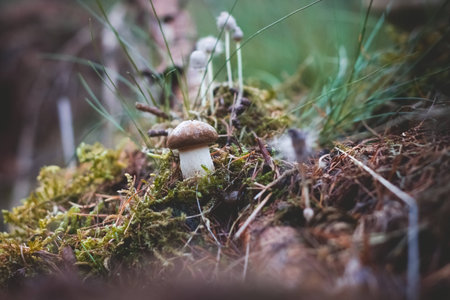 Mushrooms on the mossy ground Selective Focusの写真素材