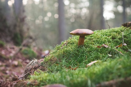 Mushrooms on the mossy ground Selective Focusの写真素材