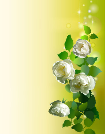 Floral Background, banner, invitation, greeting card with white rosesのイラスト素材