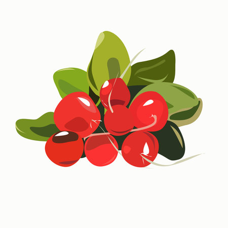 Radish with leaves as a whole on a white backgroundのイラスト素材