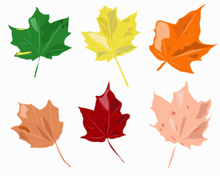 Multicolored autumn leaves of the maple tree in all shades element on a white backgroundのイラスト素材