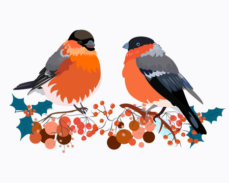 Two birds bullfinch on branches with Rowan berriesのイラスト素材