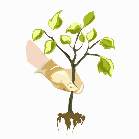 A gloved human hand holds a sapling of a tree. Isolated element on a white backgroundのイラスト素材
