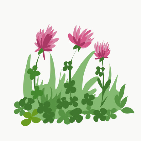 Meadow clover with leaves and flowers. Isolated element on a white background.のイラスト素材