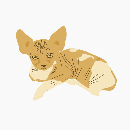 Beige cat without fur on a white background. Breed smooth skin. Isolated element on a white background.のイラスト素材