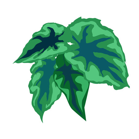 Leaves of a begonia houseplant on a white background.のイラスト素材