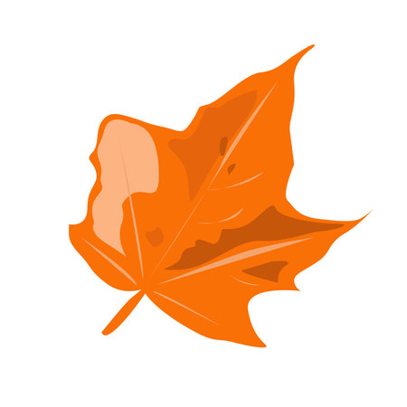 Orange maple leaf on a white background. An isolated element.のイラスト素材
