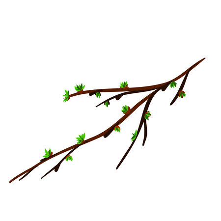 A spring twig with budding leaves.のイラスト素材