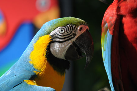 Macaws photographed in a bird park