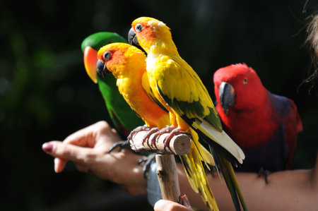 Colourful small parrots photographed in a bird park