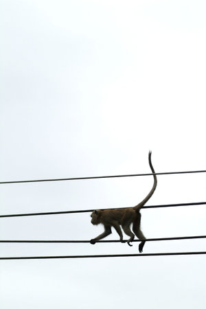 Monkey playing on wiresの写真素材