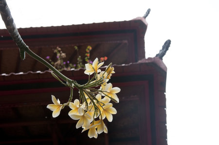 Frangipani flowers amidst roof in Bali の写真素材