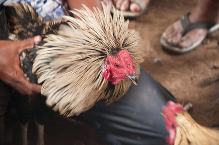 Cock fighting in Bali. A sport similar to bull fight and extremely cruelの写真素材