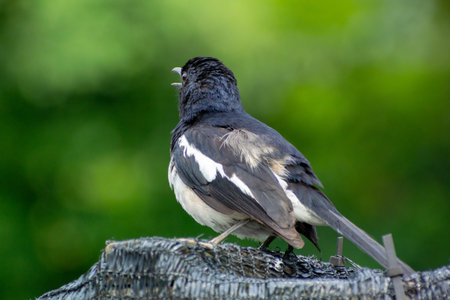 Magpie Robin Singingの写真素材
