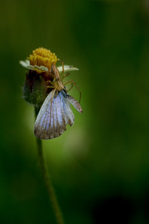 Macro Photography of a Spider eating a butterfly on a Flower in the Gardenの写真素材