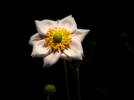 Anemone japonica, Japanese anemone, isolated on black background